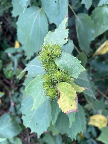 Triumfetta pilosa observed 2026-05-20