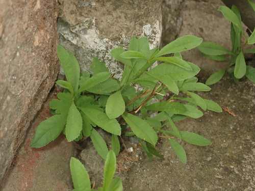Dwarf Russian Almond