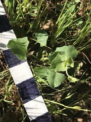 Calystegia subacaulis