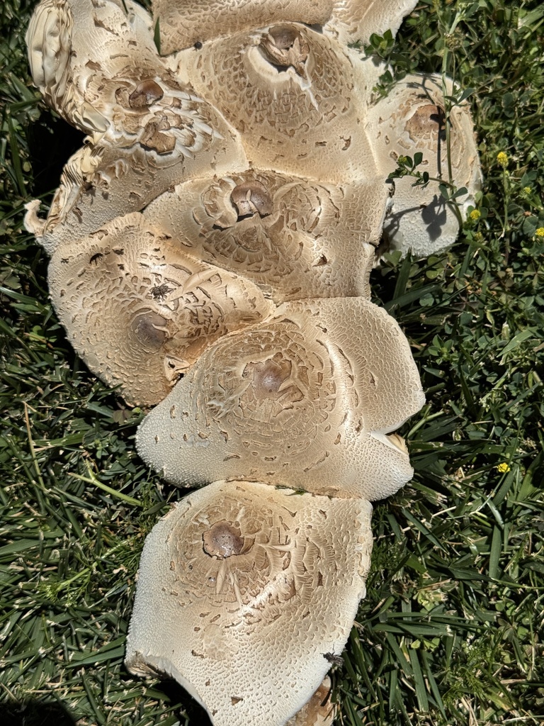 Green-spored Parasol · June 2026 · photo: Photo: no rights reserved · iNaturalist