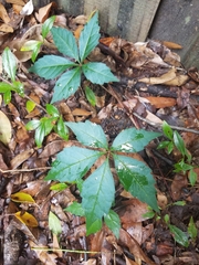Parthenocissus quinquefolia image