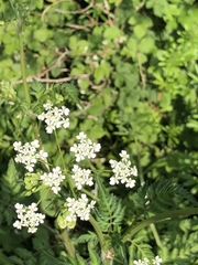 Anthriscus sylvestris