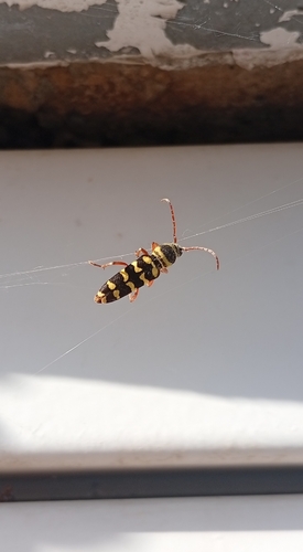 Echinocerus floralis