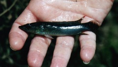Crenicichla saxatilis