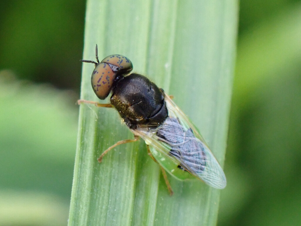 Common Green Colonel, photo 1 of 8