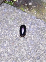 Perisphaerus pygmaeus