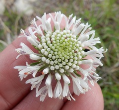 Marshallia caespitosa