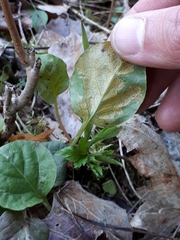 Rossmanomyces pyrolae