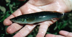 Crenicichla saxatilis