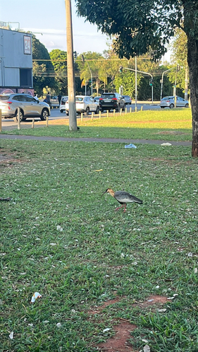 Buff-necked Ibis