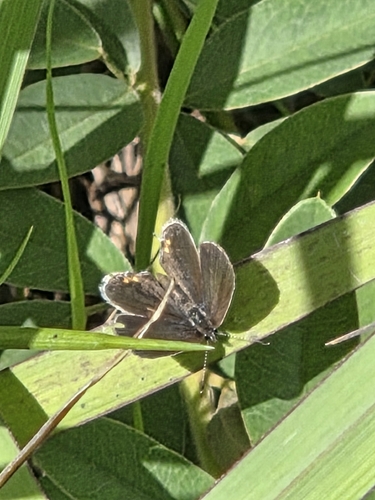 Eastern Tailed-Blue