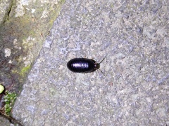 Perisphaerus pygmaeus