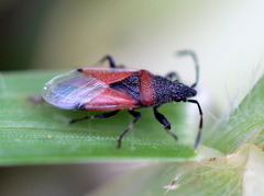 Oxycarenus annulipes