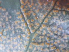 Rossmanomyces pyrolae