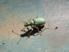 Polydrusus pterygomalis