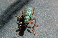 Polydrusus pterygomalis