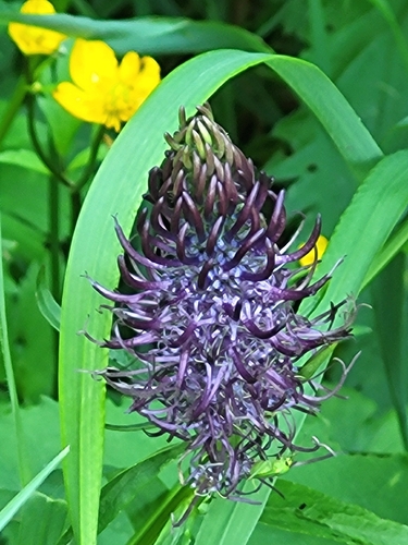Phyteuma nigrum, 2026-06-22