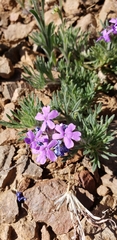 Glandularia latilobata