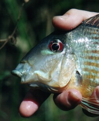 Geophagus surinamensis