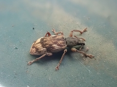 Polydrusus tereticollis