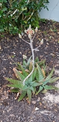 Aloe × commutata