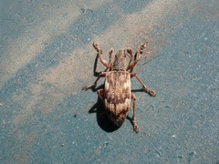 Polydrusus tereticollis