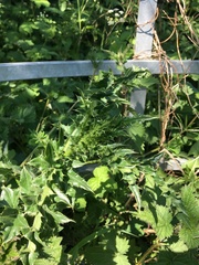 Cirsium arvense