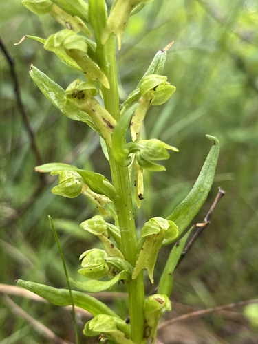 Frog Orchid