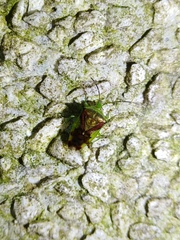 Elasmostethus nubilus