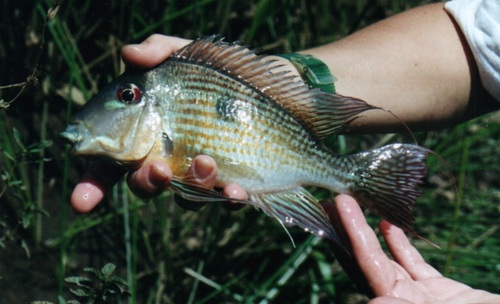 Redstriped eartheater (Geophagus surinamensis) — Cichlidae — 3