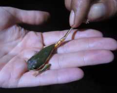 Pithecopus hypochondrialis