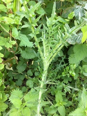 Cirsium vulgare