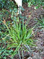 Carex clavata