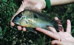 Geophagus surinamensis