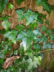 Hedera helix