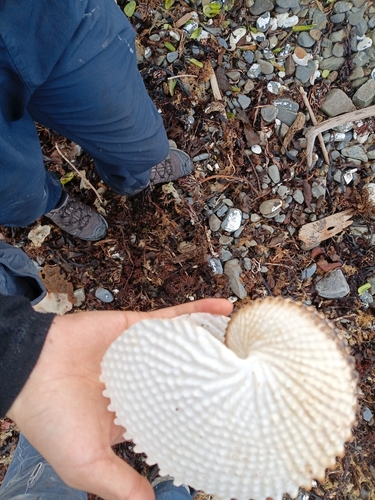 Argonauta nodosus observed 2026-06-21