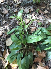Salvia pentstemonoides