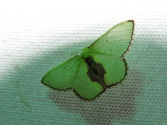 Synchlora astraeoides