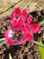 Tulipa humilis