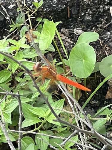 Neon Skimmer