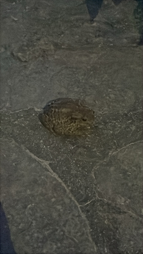 Erdkröte