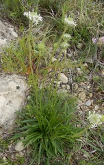 Marshallia caespitosa