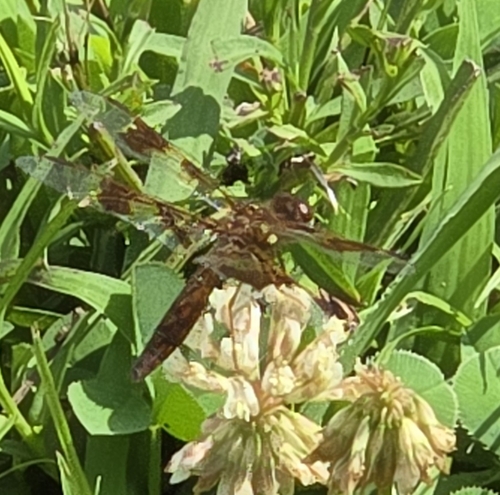 Eastern Amberwing