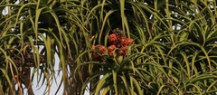 Aceria aloinis