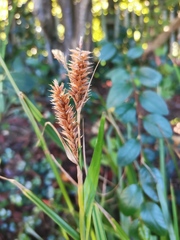 Carex clavata