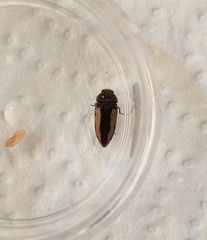 Acmaeodera flavolineata cypricola