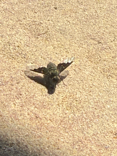 Black Banded Bee Fly