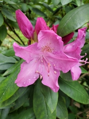 Rhododendron catawbiense