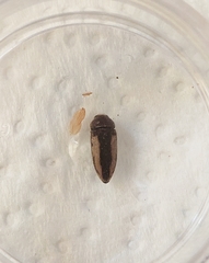 Acmaeodera flavolineata cypricola
