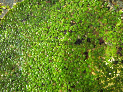 Landoltia punctata iNat (1)